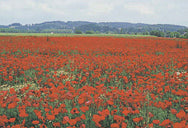 Magnet – Czech – Poppies