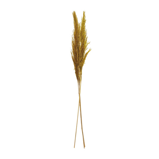 Dried Natural Pampas Grass