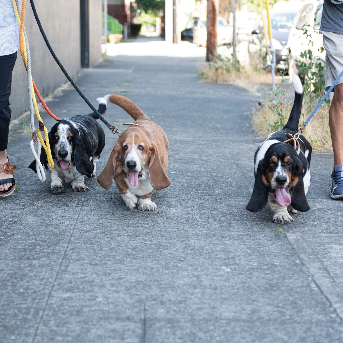 Braided Dog Leash